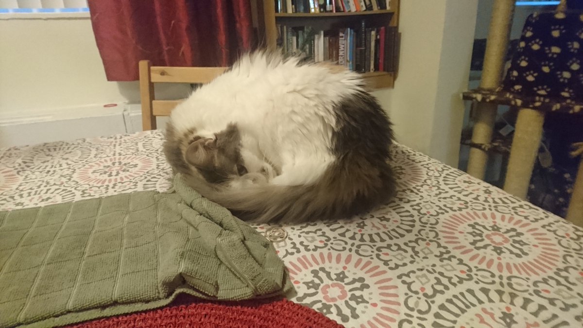 DaxsCats's tweet photo. Cats! https://t.co/289mmz4EK1