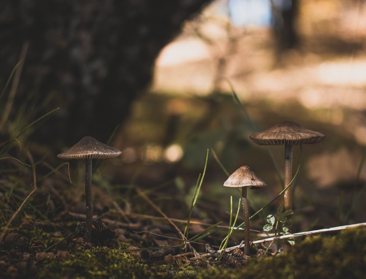 Не се магични, но магично (ми) изгледаат. 
#Shrooms #mushrooms #magic #macrophotography #nikonglobal