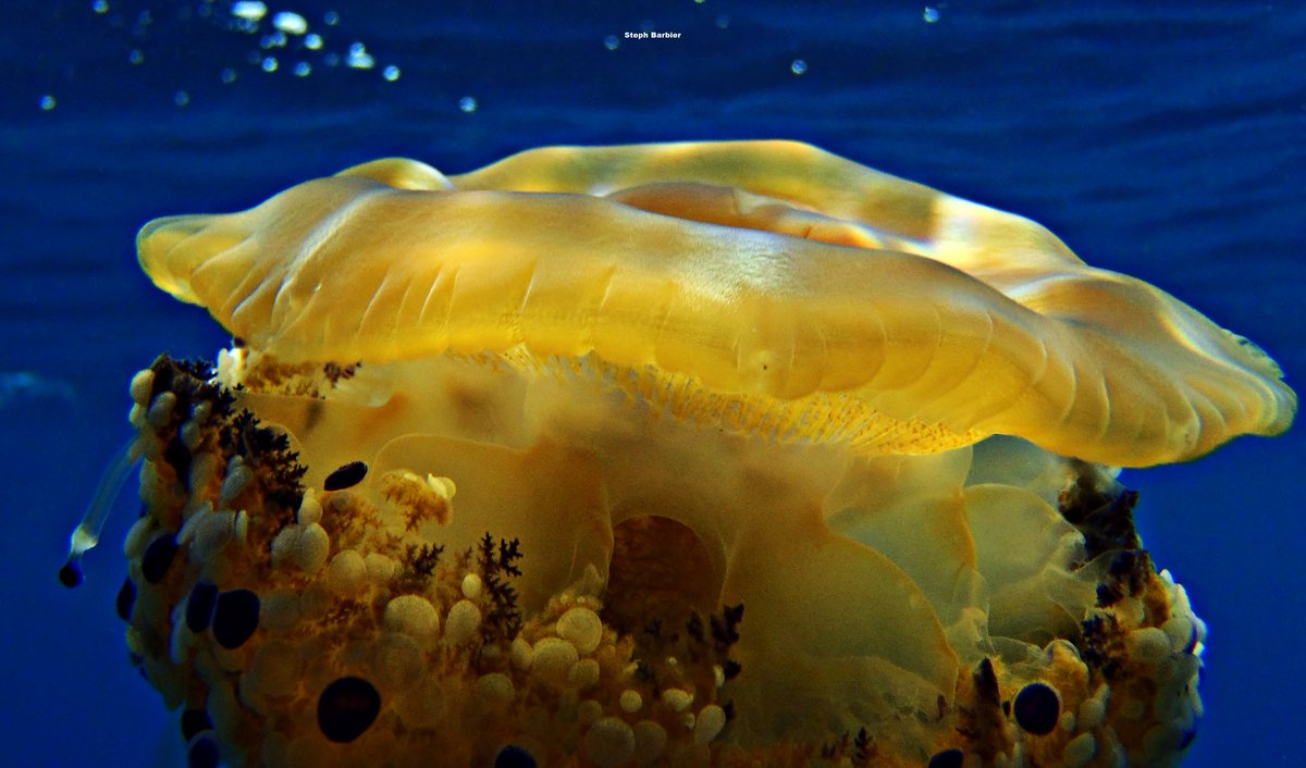 Steph_Barbier_'s tweet photo. 💦S'cuB'a Diving Time in Mediterranea: fried egg Jellyfish, purple (white) sea Urchin and yellow Gorgonian!
Instant de Plongée en Méditerranée : MOAP Méduse œuf au plat ; Oursin violet (blanc); Gorgone jaune ! 😎
Olympus digital camera + housing
French Riviera
Summer
2022
🌊 https://t.co/ahzKsnGzco