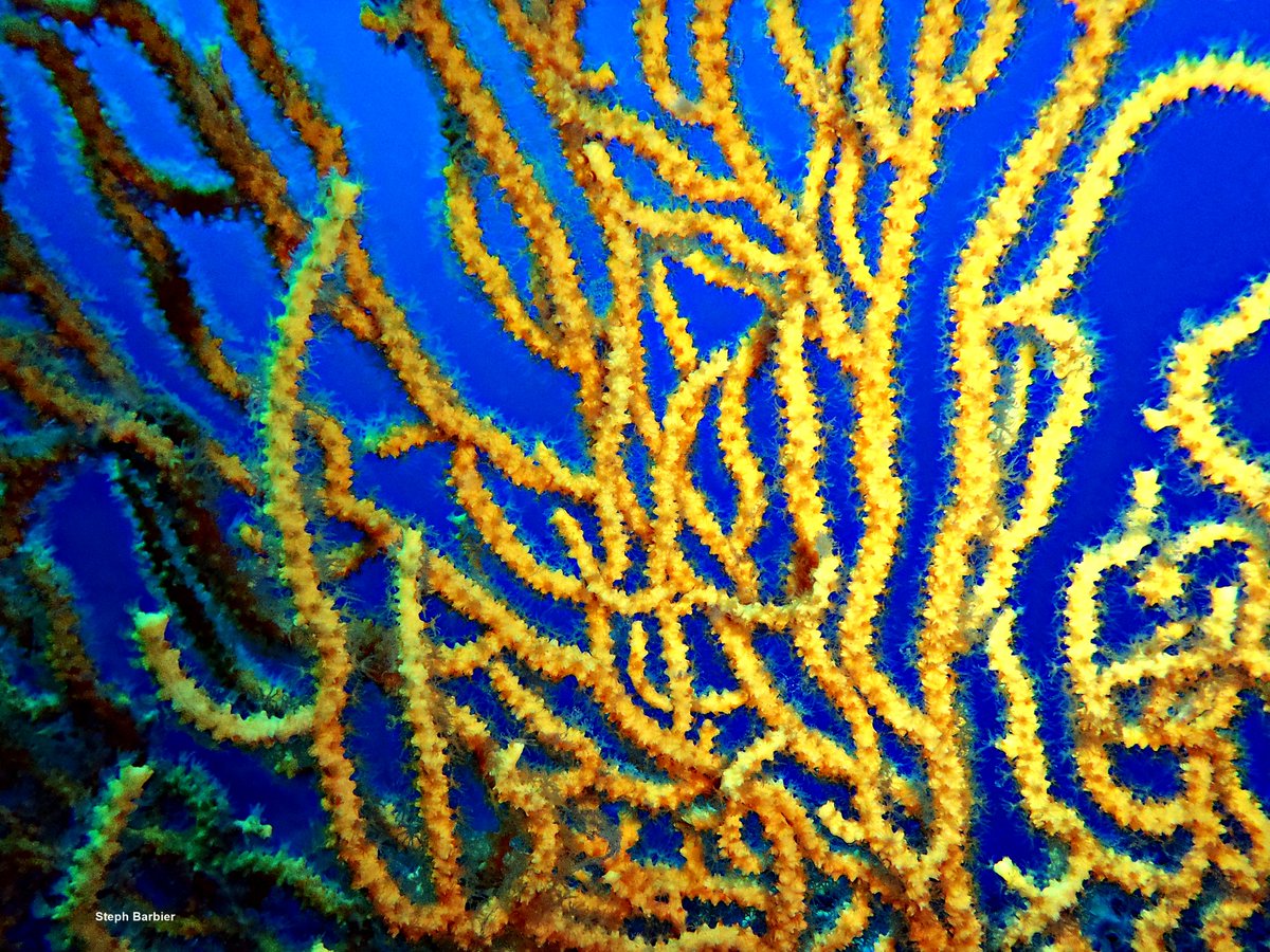 💦S'cuB'a Diving Time in Mediterranea: fried egg Jellyfish, purple (white) sea Urchin and yellow Gorgonian!
Instant de Plongée en Méditerranée : MOAP Méduse œuf au plat ; Oursin violet (blanc); Gorgone jaune ! 😎
Olympus digital camera + housing
French Riviera
Summer
2022
🌊