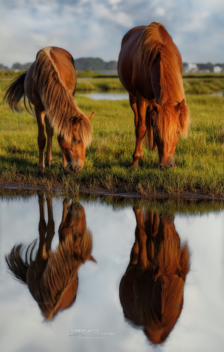 Happy #Tuesday! You know why that means…#AnimalShots!  Let’s do those #Animals!
Here are 2 siblings from #AssateagueIsland #Maryland!
I just love these #wildhorses! I could shoot them all day. And #bonus to get the cool #reflection as well!  
Like/Comment & #retweetyour favs!