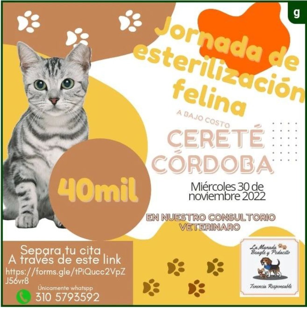 Mañana 30 de noviembre en #Cerete se realizará jornada de esterilización con el fin de disminuir la población descontrolada que es abandonada día a día, maltratada y sin ayudas de la administración municipal <a href="/AlcaldiaCerete/">Alcaldía de Cereté.</a>  pedimos compromiso por los animales.