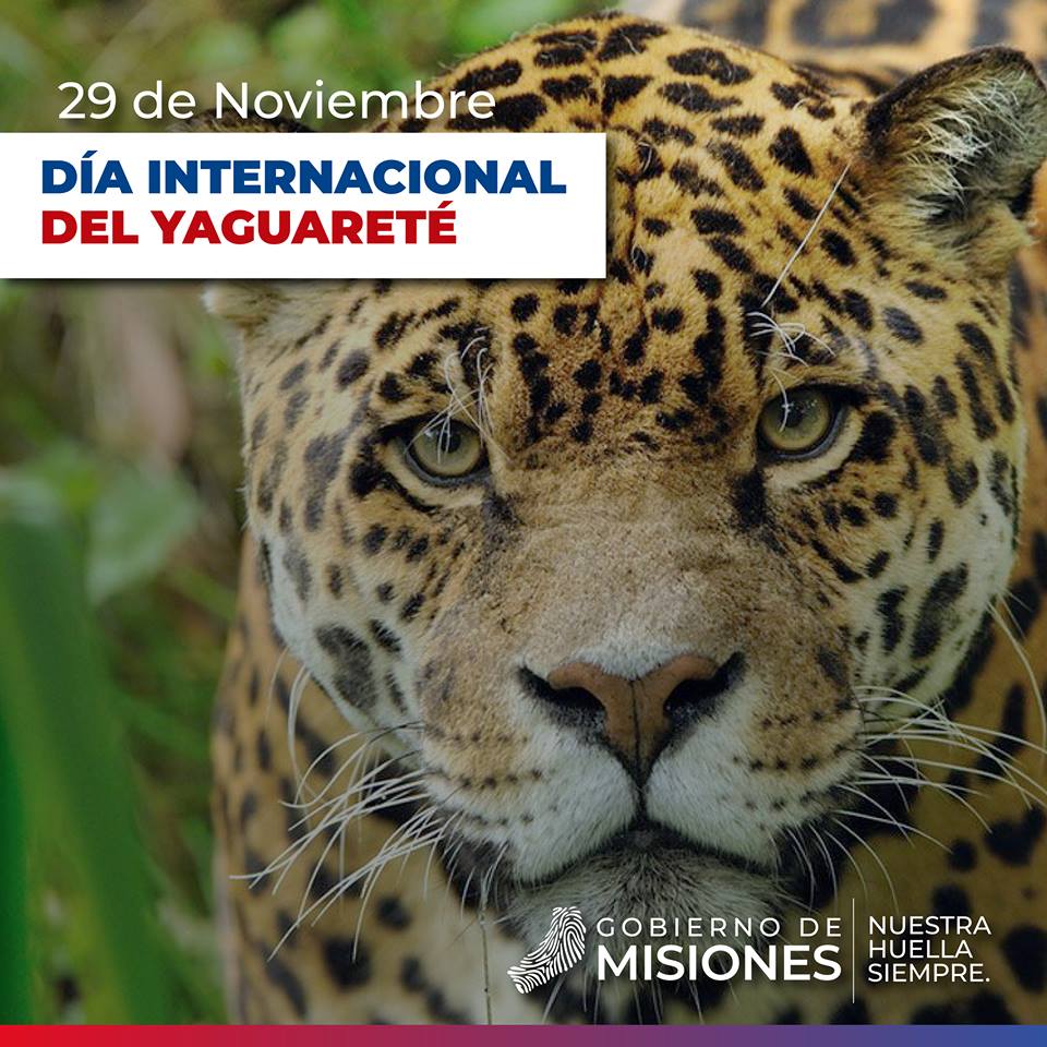 sebastblancoarg's tweet photo. Feliz día internacional del Yaguareté @lospumas. Nuestra amada selección es reconocida en el mundo por su excelencia en el deporte y por llevar a este noble animal en su pecho. #DíadelYaguareté 🐆 https://t.co/a2HC4k7Xmg