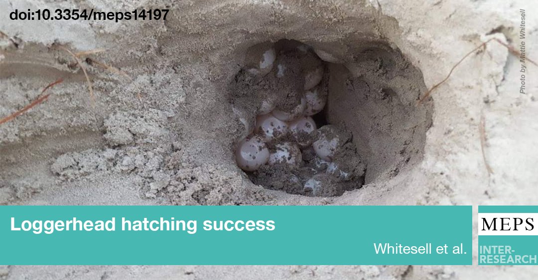MEPS_IR's tweet photo. #SeaTurtle nest #HatchingSuccess can be directly and indirectly influenced by several environmental nest parameters. Temperature and elevation both strongly influenced #loggerhead hatching success, which could help improve nest management
https://t.co/P9UrYr09R5 https://t.co/UOdBNURk4L