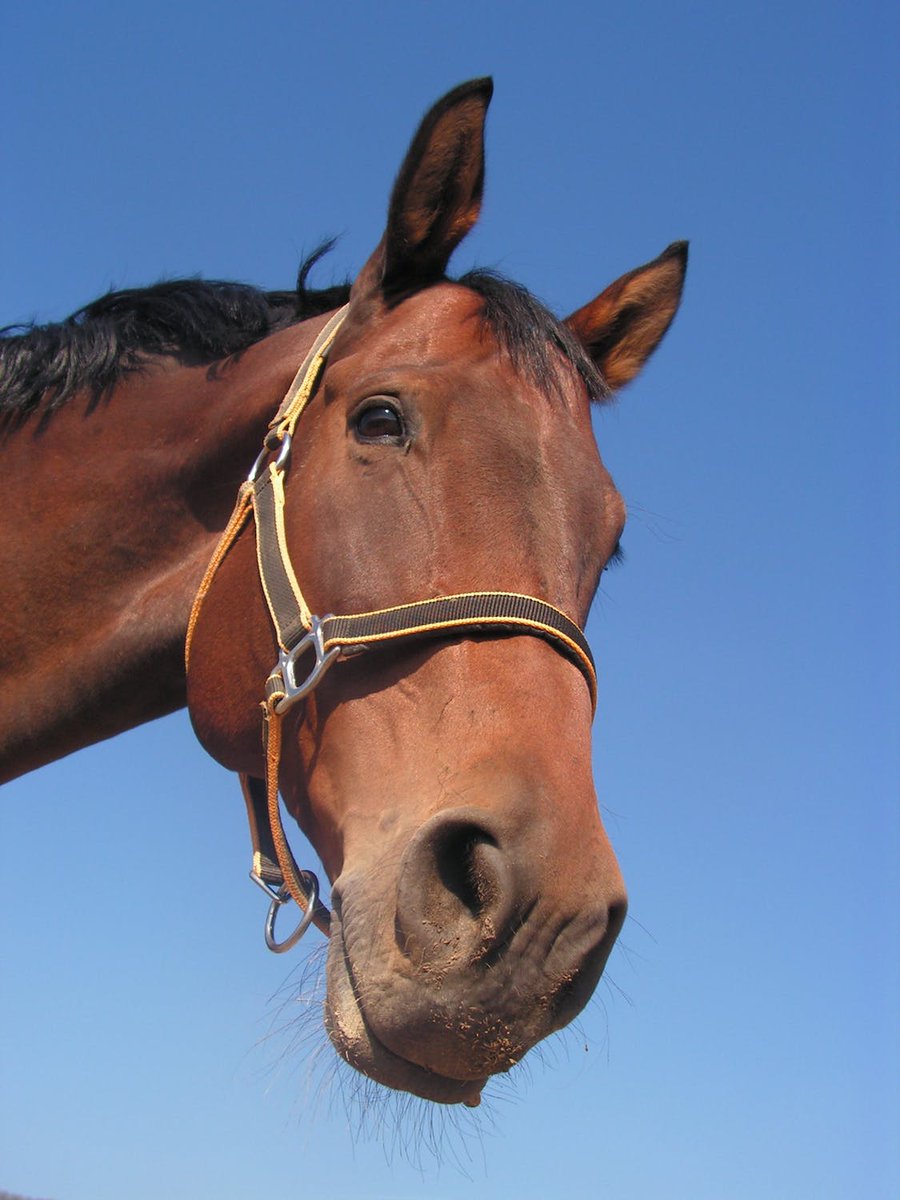 equinevetaus's tweet photo. We need more vets to complete the equine medication withdrawal time survey. If you treat competing horses, please complete this survey for the benefit of all our members  ⤵️ 
https://t.co/EBJTGtZseb https://t.co/JSGB35s8YE