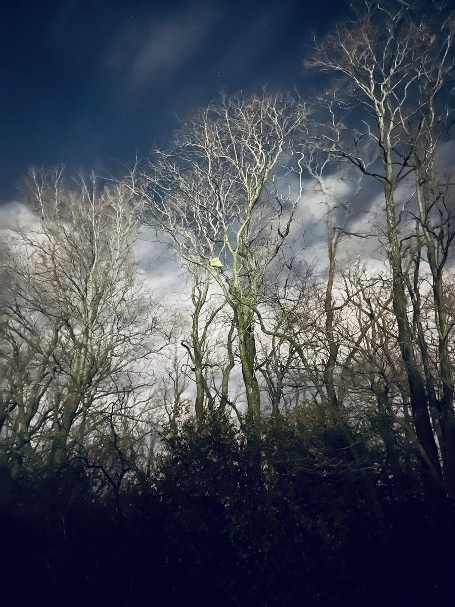 Prymalfury tweet media