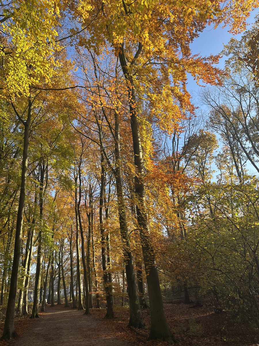 bartvrolijk's tweet photo. #HaagseBos https://t.co/gBWQSmWOnk