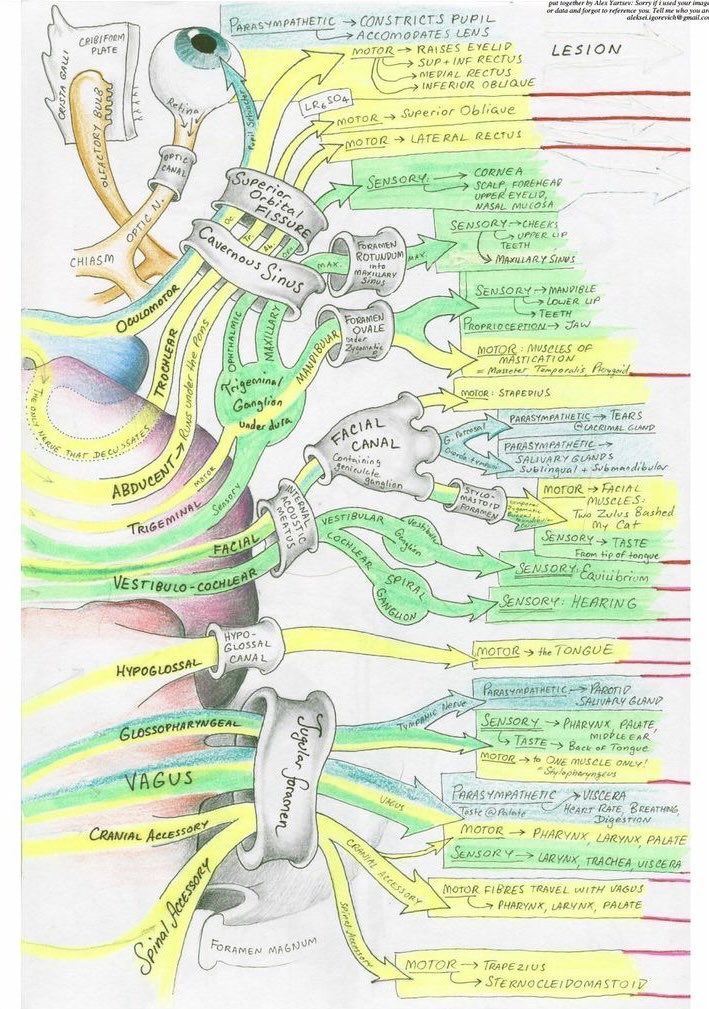 Nerves and their foramina from Alex Yorsev