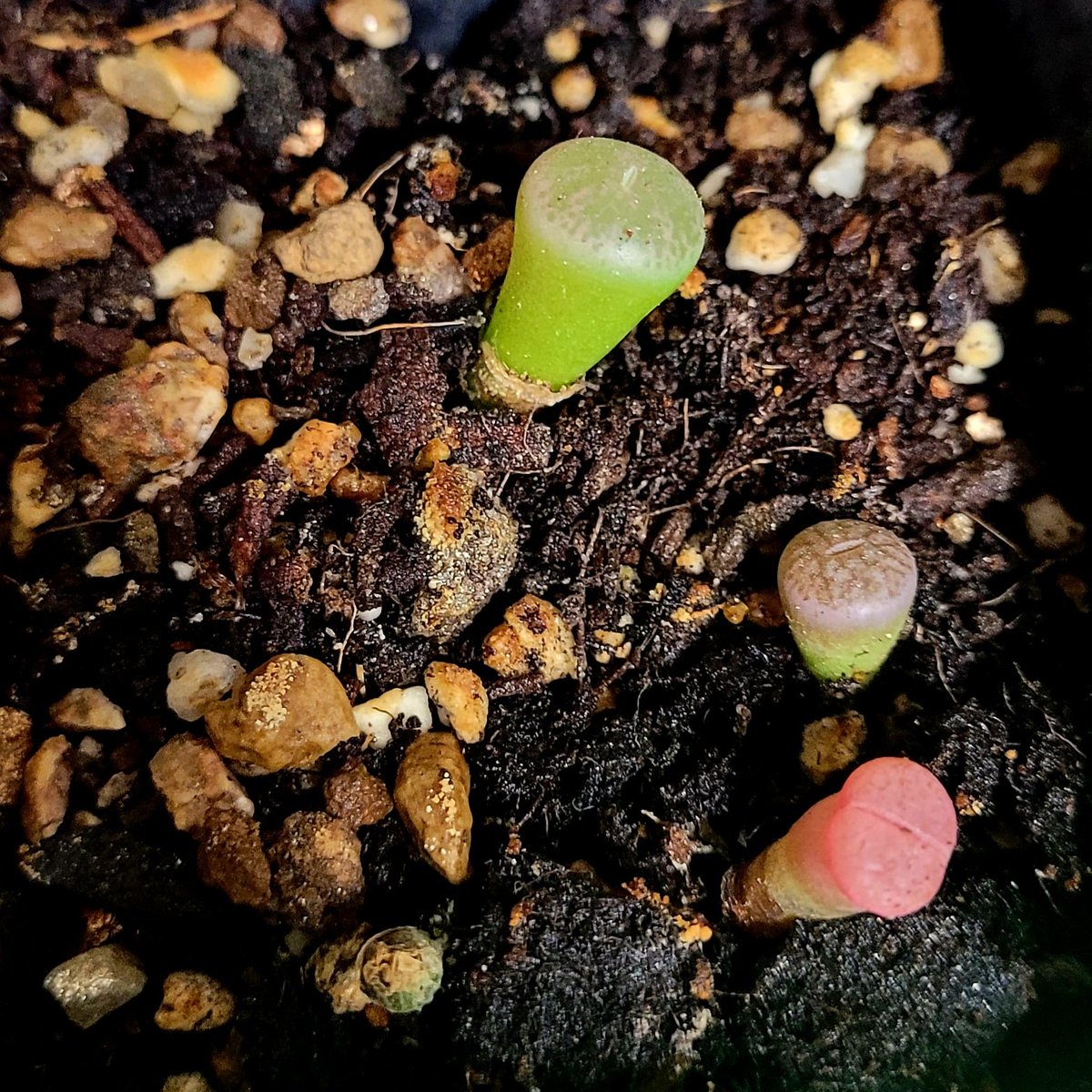 chalchal🌵 tweet media