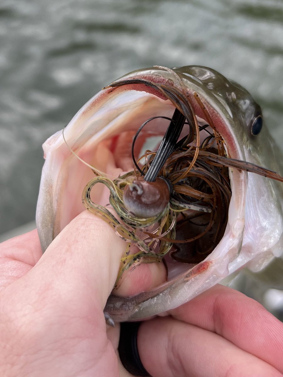 Ike’s Mini Flip in Brown Craw getting choked! What color Mini Flip have you been throwing this Fall? 🎣 #missilejigs #jigfishing #bassfishing