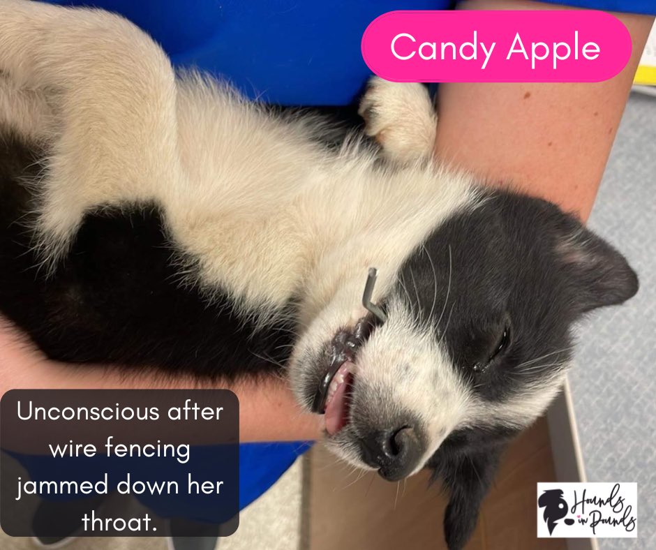 HoundsInPounds's tweet photo. 💕🐶Baby Candy Apple was in critical condition when we received the emergency call to help her. Every day there are thousands of dogs like Candy Apple waiting to have their voices heard and to be saved. Right now, SHELTERS are FULL with nowhere to turn.👇 https://t.co/z8C0ON5vpn