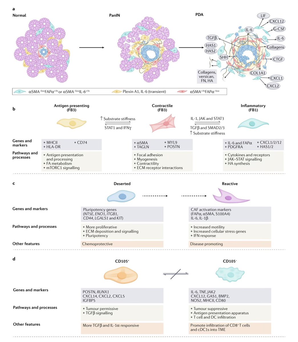 Aiims1742's tweet photo. Single author review!
By @HingoraniLab @unmc in @NatureRevCancer 
Epithelial and stromal co-evolution and complicity in #PancreaticCancer 
https://t.co/IIcoo2zMZM
Wherein Sunil deconstructs the intricate dance between the neoplastic epithelium &amp; the stroma/immune cells. https://t.co/tIOrkHivaQ