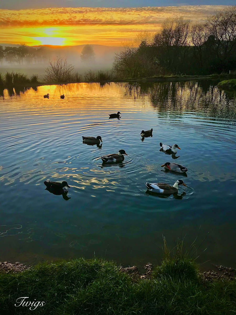 Ducks, misty trees and a sunset, what more could you want 😊 #Tebayservices #ducks #sunset #fog
