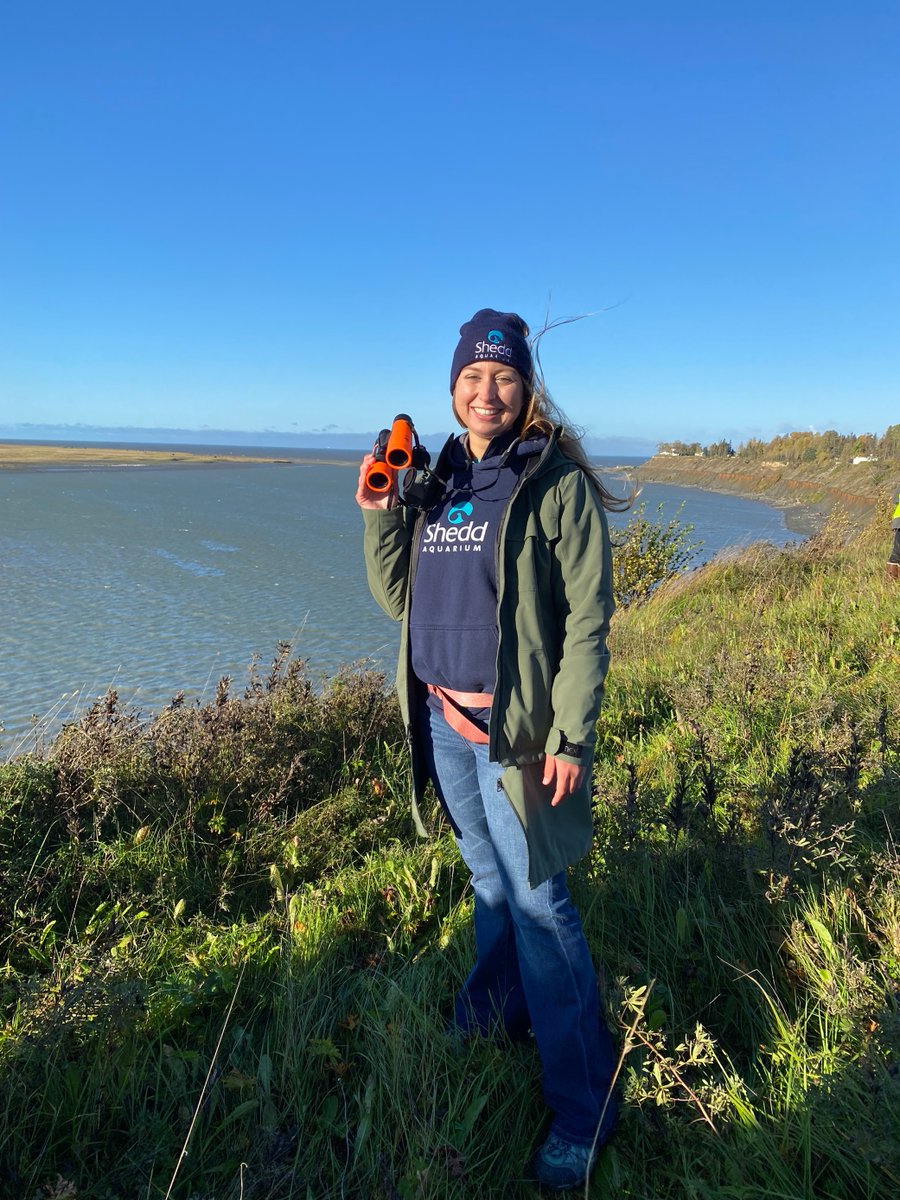 Shedd Aquarium on Twitter "It’s giving homes to rescued sea otters. It