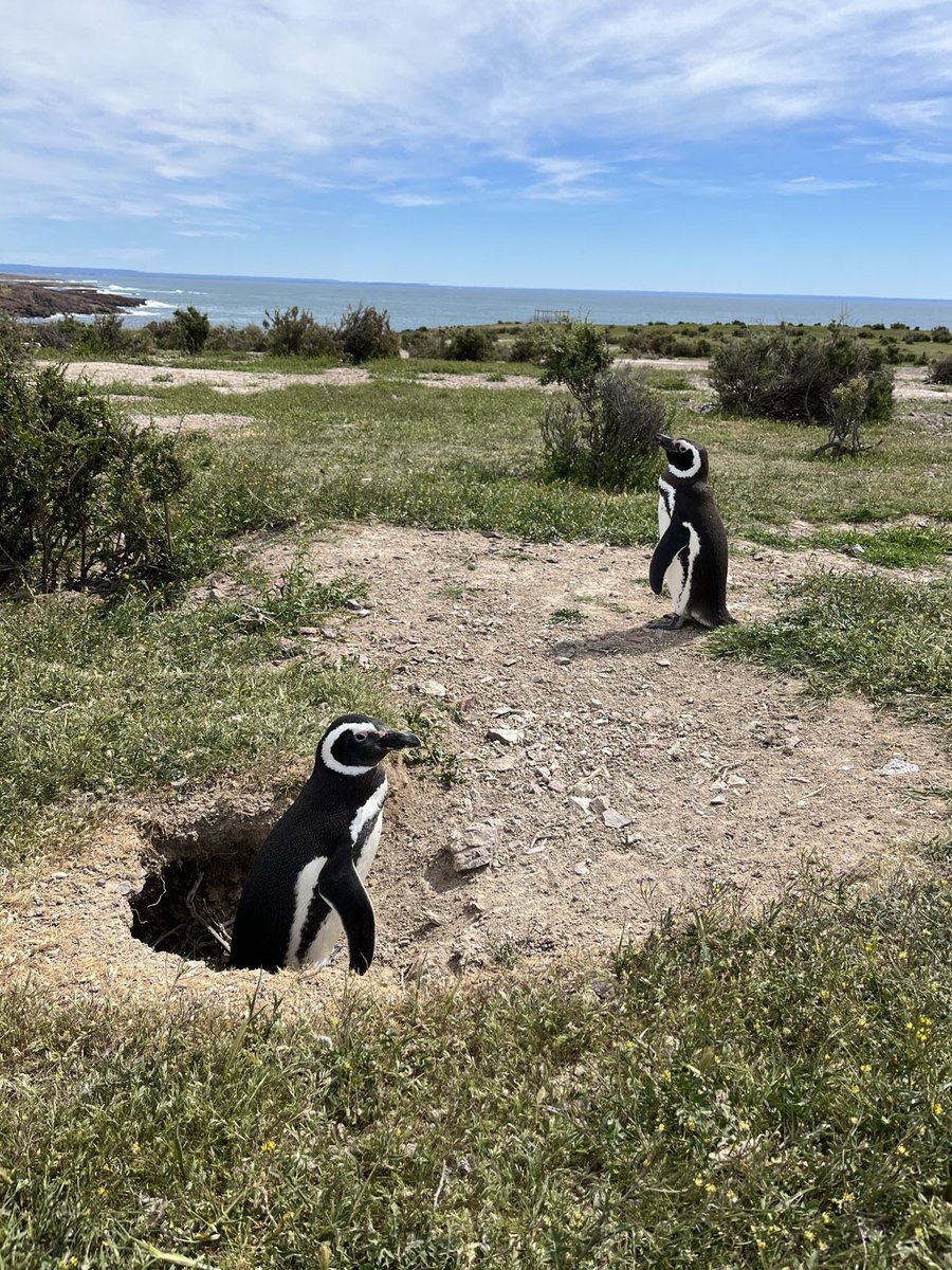 Shedd Aquarium on Twitter "It’s giving homes to rescued sea otters. It