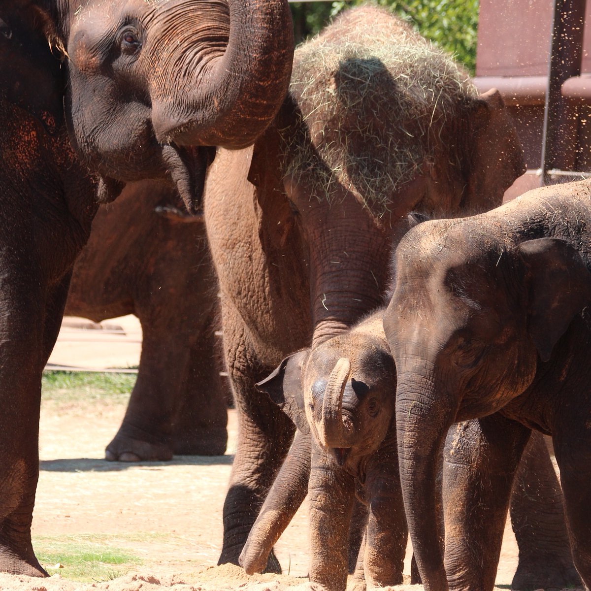 It’s the season of giving and today it's Giving Tuesday, also known as Giving ZOOday to the OKC Zoo! This year, we're celebrating Baby's First Christmas for many new arrivals! To give, text FirstXmas to 41444 or visit ozsgiving.org/firstxmas 
📷: Dr. Jennifer D., Logan S.