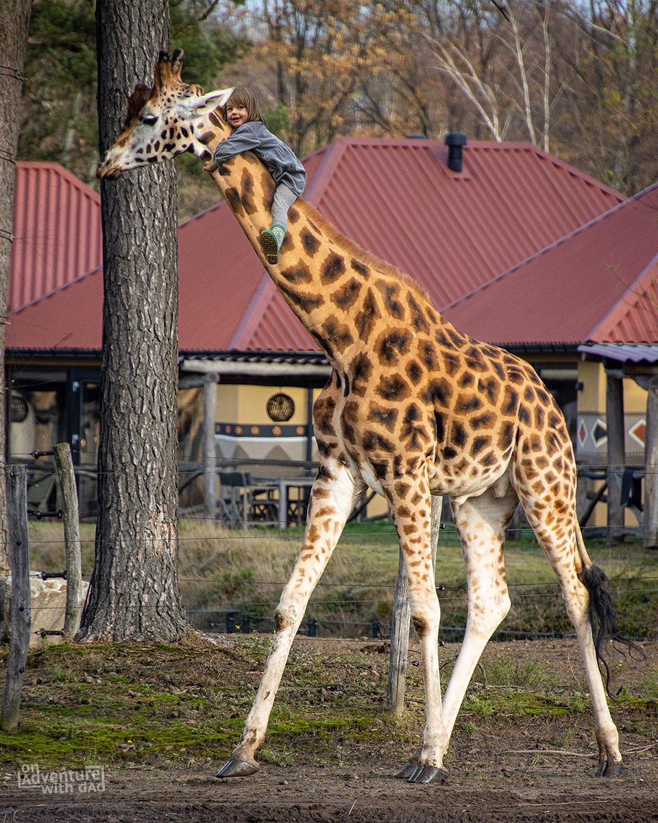 OnAdventureWDad's tweet photo. We went to a safari park this weekend, so I couldn’t resist doing this Photoshop. https://t.co/DHlEh5TP3E