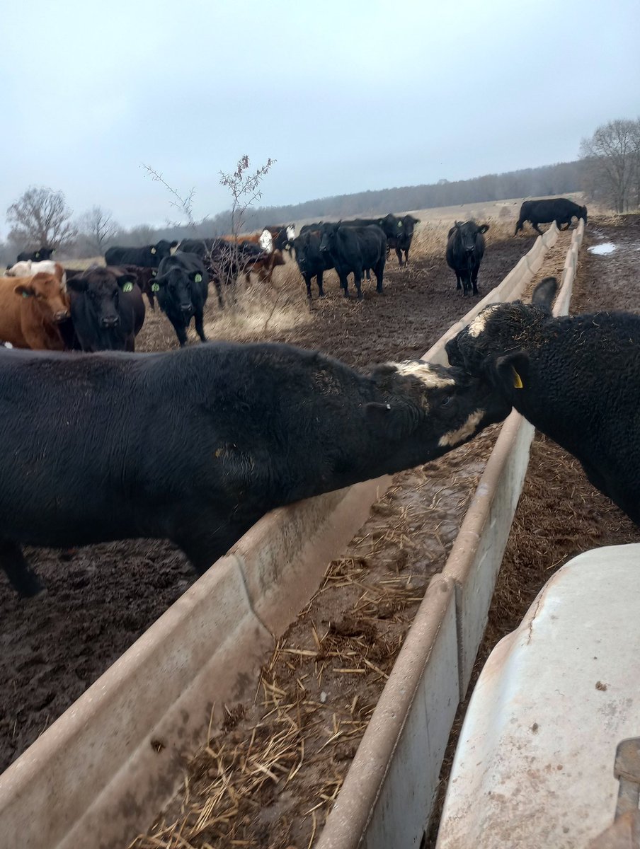 ParkerLazenby3's tweet photo. Let's fight across the bunks. Not like there's cows to breed
#agtwitter #simangus https://t.co/oLHm2VXzg3