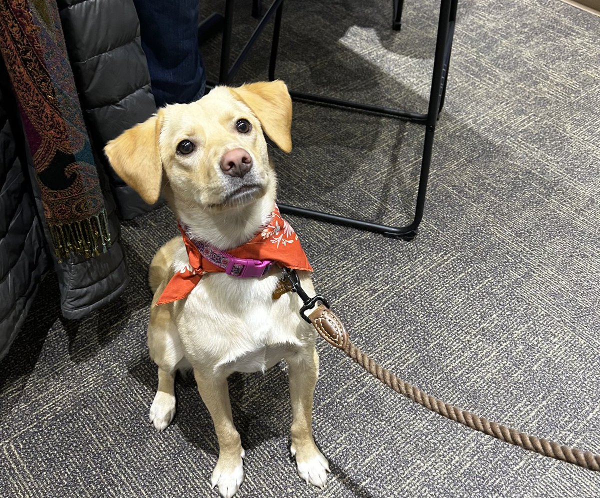 This little pupper is going to find out how much ⁦<a href="/HubbleHomes/">Hubble Homes</a>⁩ Don Hubble is giving ⁦<a href="/IdahoHumane/">Idaho Humane Society</a>⁩ #givingtuesday #boise