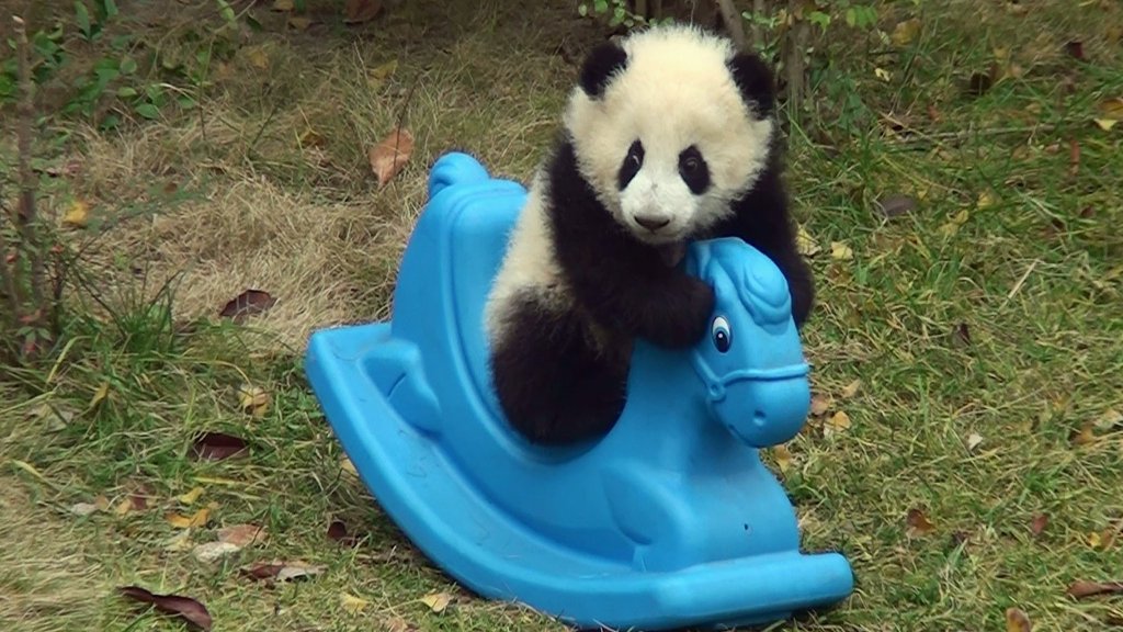 HourlyPanda's tweet photo. https://t.co/nFxH83geDH