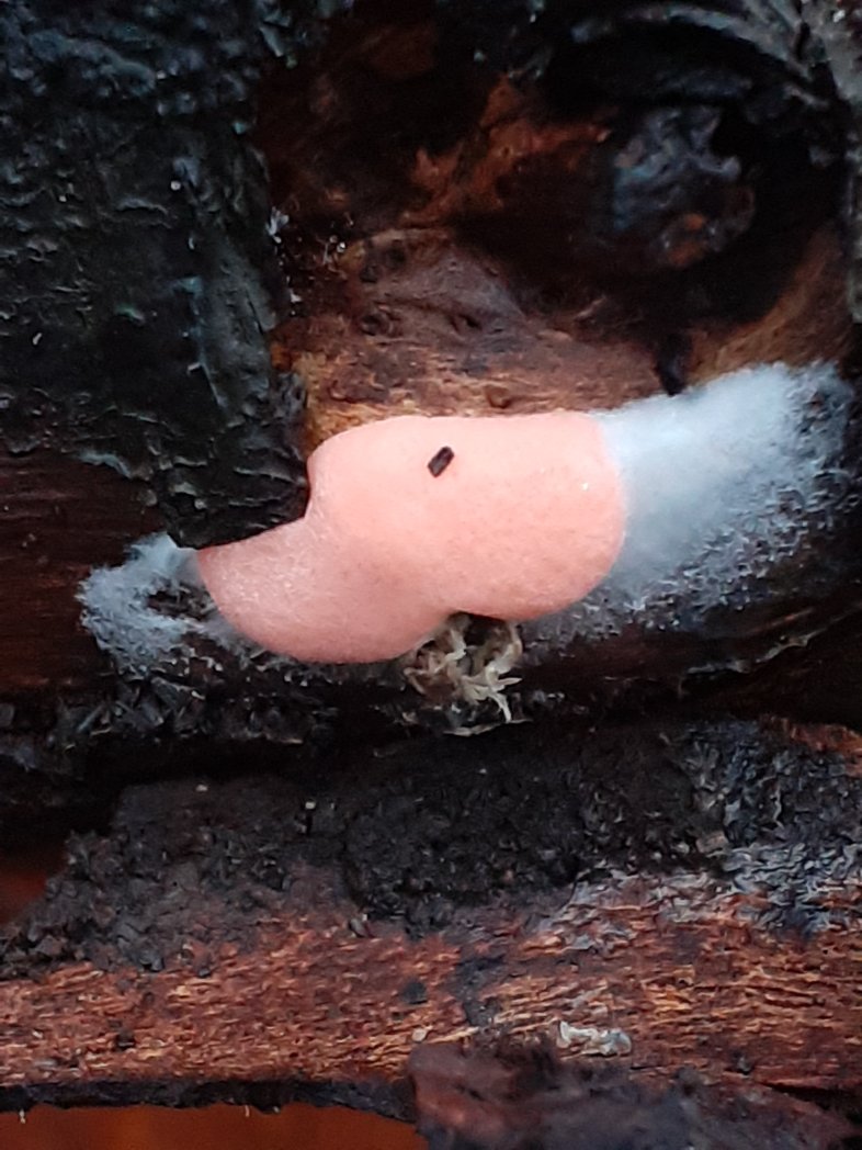 mattrogers70's tweet image. I am assuming that this diverse little bunch are slime moulds - any experts out there? All found in the woods near Kingsweston House #fungi #slimemold