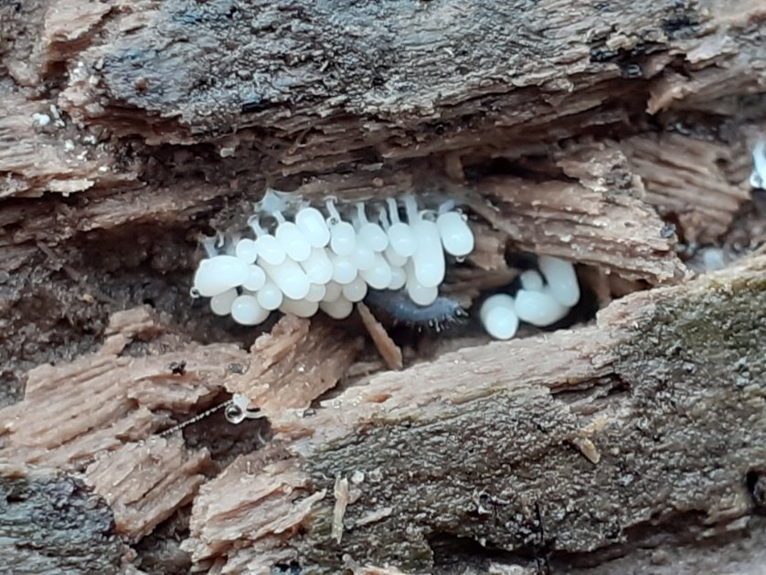 mattrogers70's tweet image. I am assuming that this diverse little bunch are slime moulds - any experts out there? All found in the woods near Kingsweston House #fungi #slimemold
