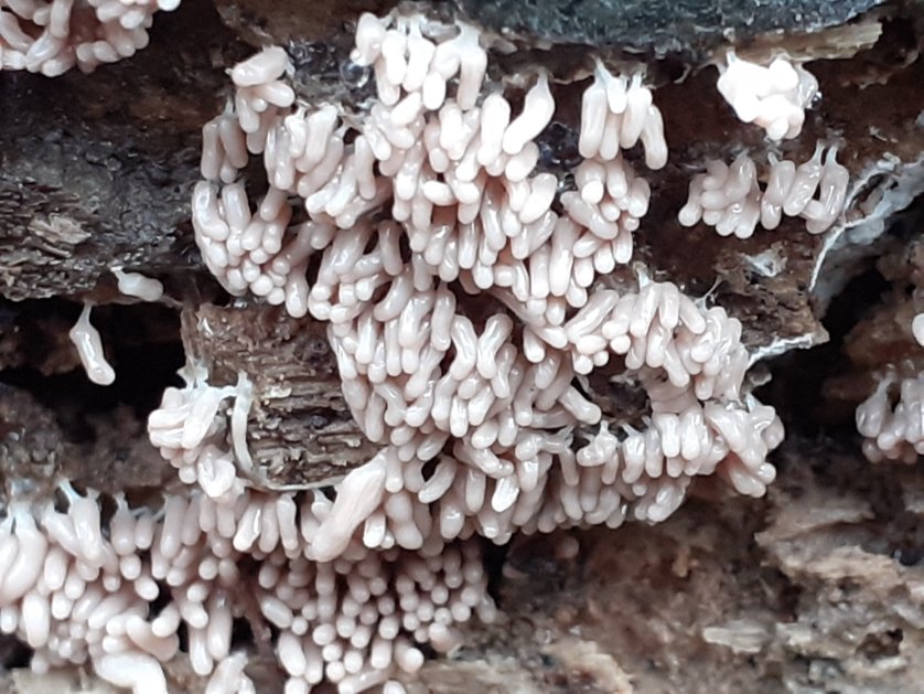 mattrogers70's tweet image. I am assuming that this diverse little bunch are slime moulds - any experts out there? All found in the woods near Kingsweston House #fungi #slimemold