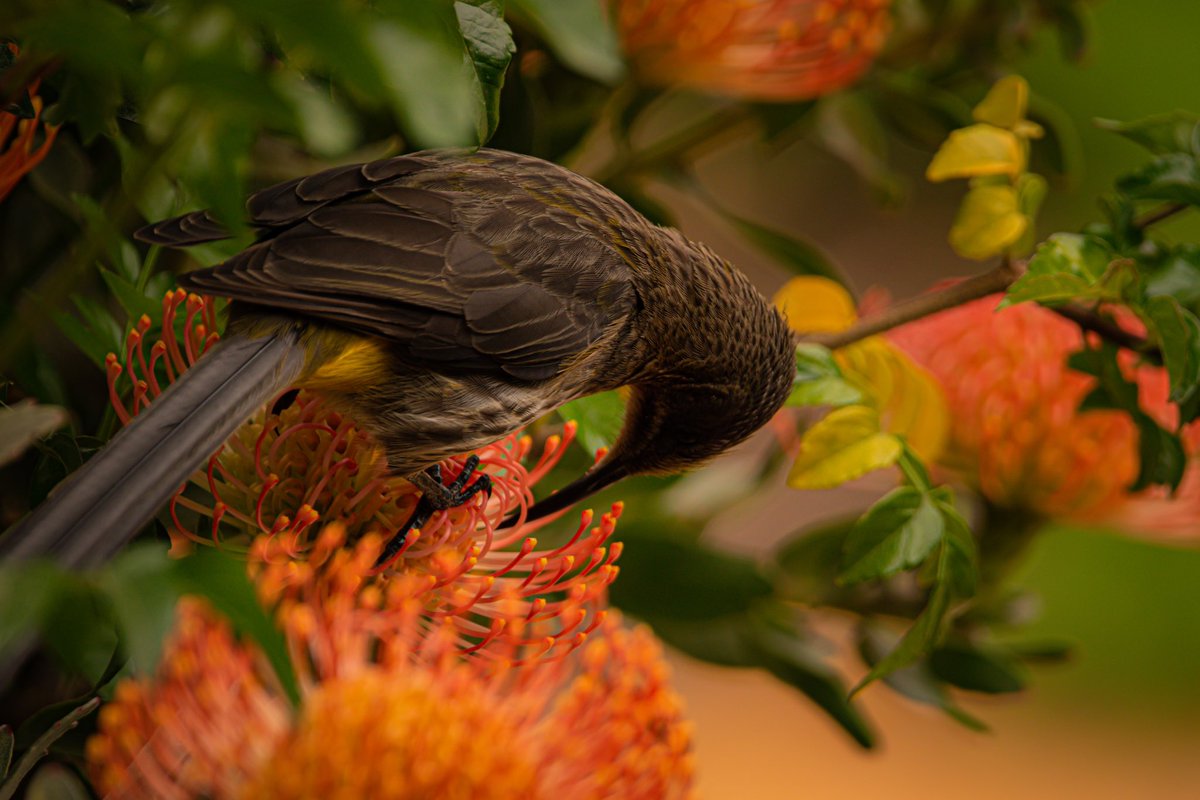 MattSchofieldP1's tweet photo. Beautiful Cape Bird taken before the morning game drive. 
.
.
.

#wildlifephotography #wildlife #nature #birds #naturephotography #photography #animals #bird #birdphotography #birdsofinstagram #naturelovers #perfection #photooftheday #animal #wild #canon #of #best #birdwatching https://t.co/NoJsOrGCAj