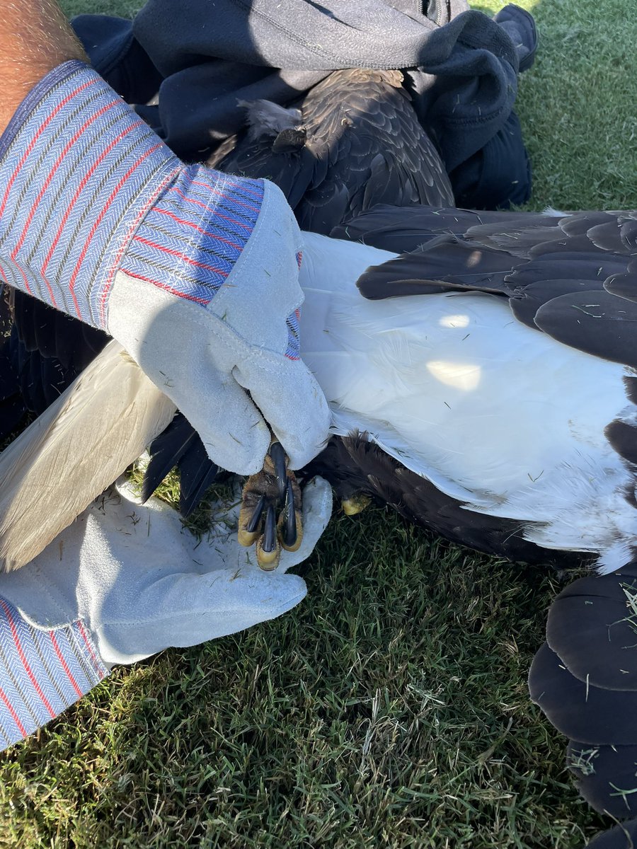 ThePalmAgro's tweet photo. Received a call about “2 dead / dying eagles on #2 green” this morning. Turns out it was 2 male eagles vying for territory (FWC biologist who Facetimed with us). Each eagle had a death lock on the others leg and both were committed to victory. They eventually flew off unscathed. https://t.co/mLgwZM5FaN