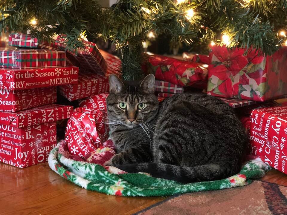 Tammy Coron tweet media