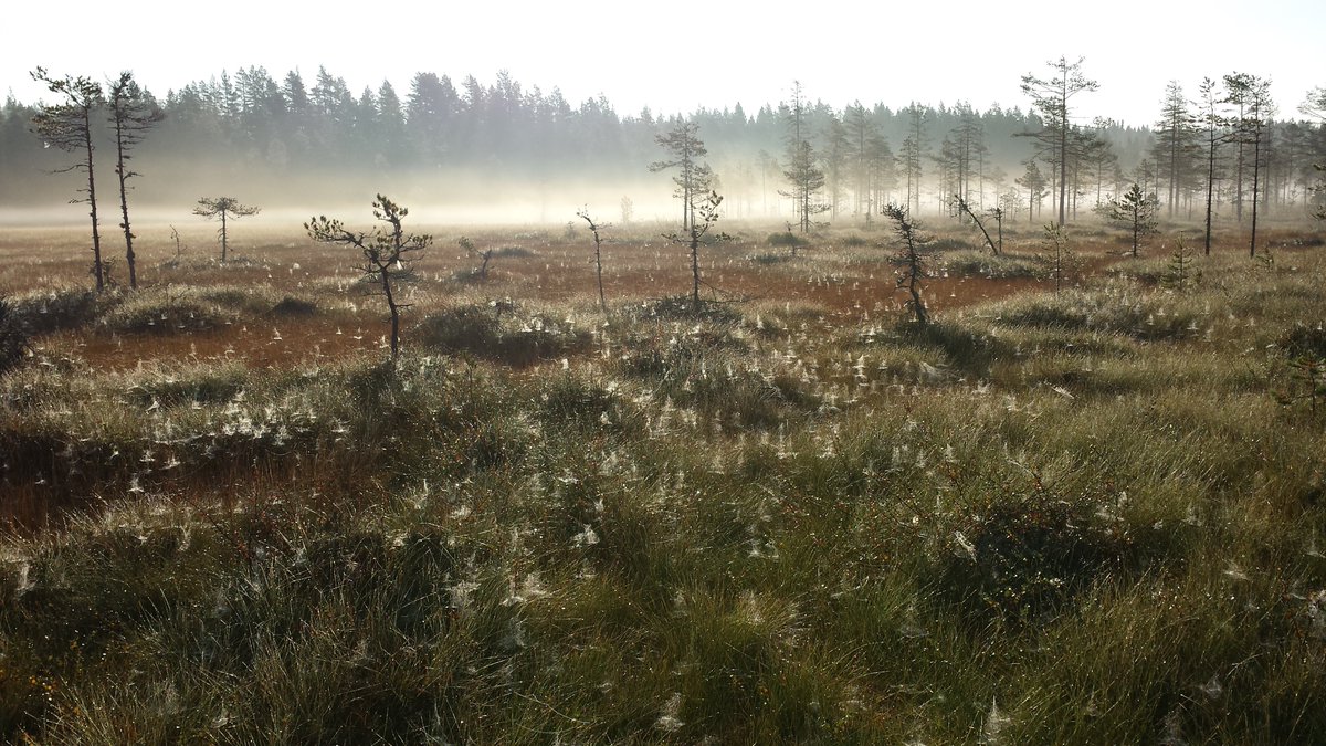 SABIMAnorge's tweet photo. #reddmyra #statsbudsjettet
Det føles magisk når noe vi har jobba så hardt for, kan bli virkelighet. Takk, @SVparti ! I løpet av neste år skal regjeringen legge frem forslag om forbud mot nedbygging av myr til utbyggingsformål! HURRA! https://t.co/eKzMUgOR7q