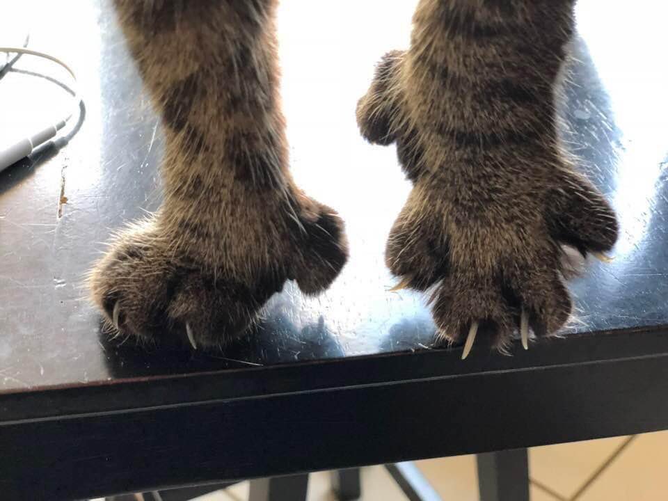 Tammy Coron tweet media