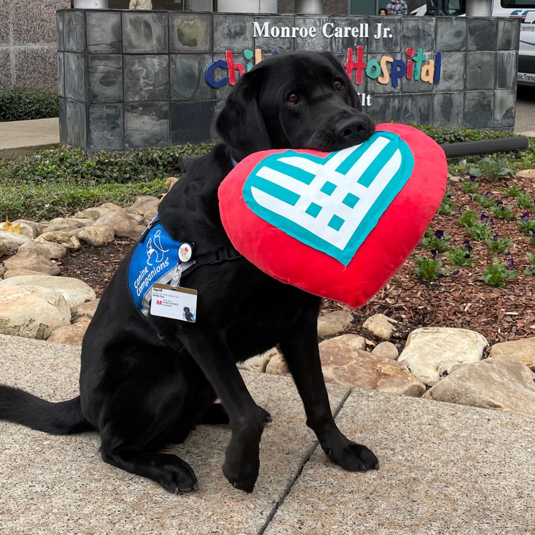 VUMCchildren's tweet image. Squid is here to deliver some #GivingTuesday smiles! Your gift will help support the programs that enrich patient experiences. Visit spr.ly/6018MCuYK to give before #GivingTuesday is over!