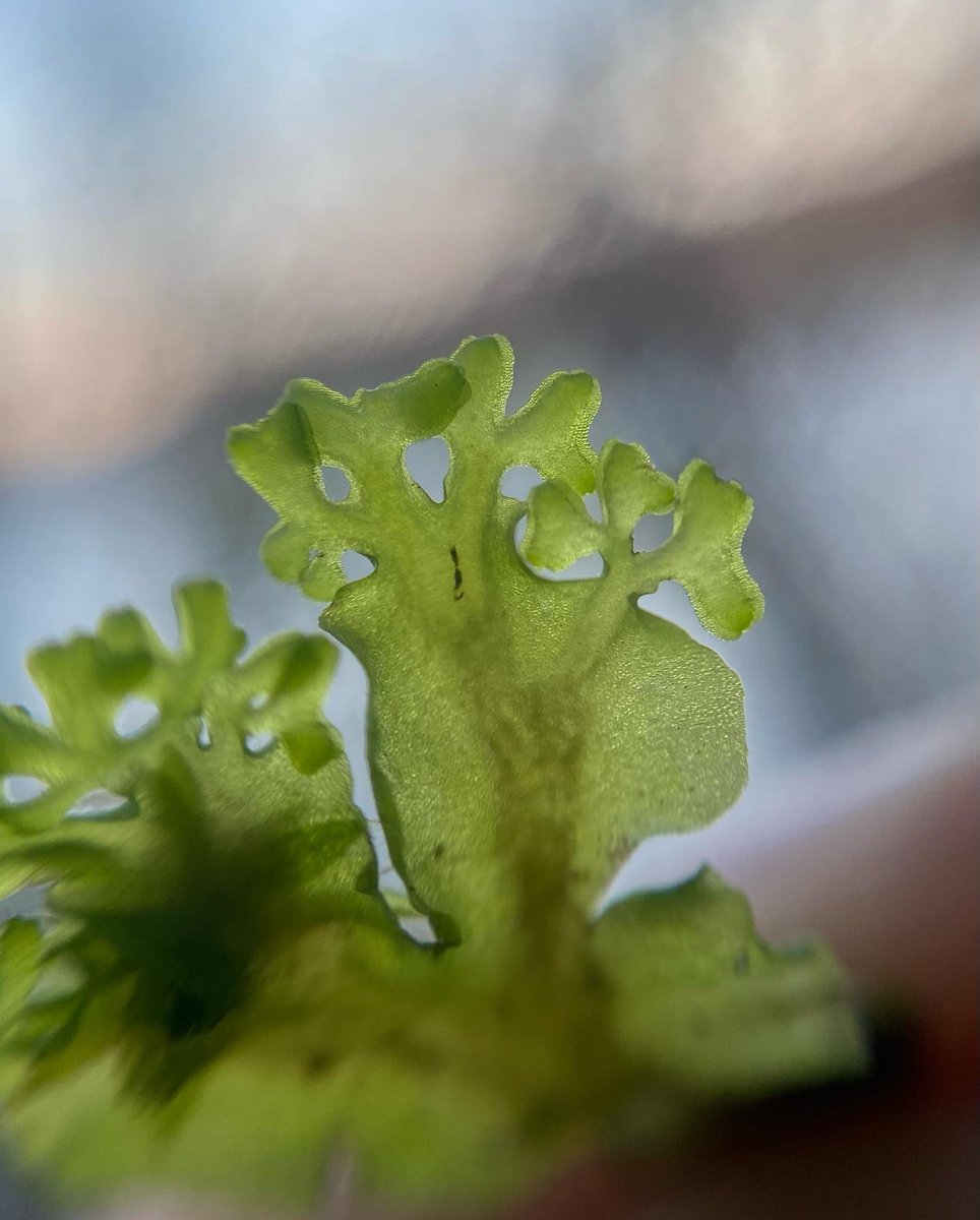 Every autumn and winter, the thallus of this liverwort, Endive Pellia (Pellia endiviifolia), grows branches at the tips.

Why? No idea. But I think it’s FAB 😍