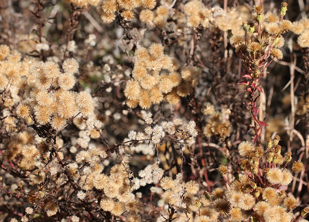 GrowSmallFarms's tweet photo. This is your regular reminder that the pollinator garden can continue to provide beauty deep into fall, even without blooms! https://t.co/8EqvkE3R5n