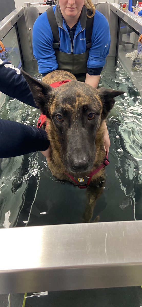 Chappers2013's tweet photo. Lovely morning @WrittleOfficial #CanineTherapyUnit with @PBaloo &amp; #RPDRex keeping them super fit 🥰 #thankyou 💙 https://t.co/mUDpmzJgTa