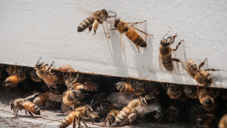 usdaFSA's tweet photo. From bees and pollinators to underserved farmers, we have fact sheets on more than 100 programs. https://t.co/QTefcTohIk https://t.co/dF089Zb5OA