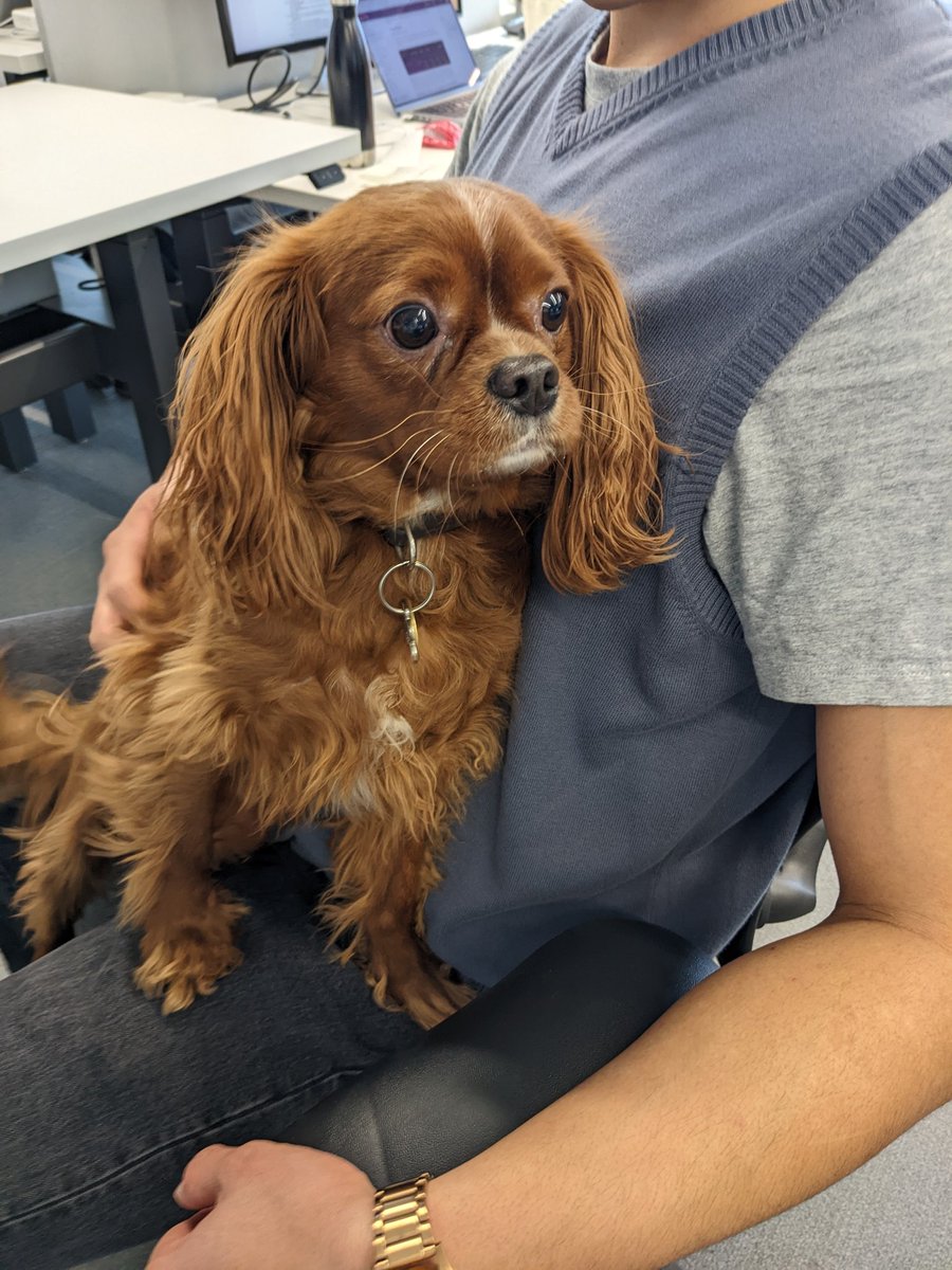 Who's cuter? And who's a good dog? (Pic from the Ava Labs office). (Second question is a trick question).
