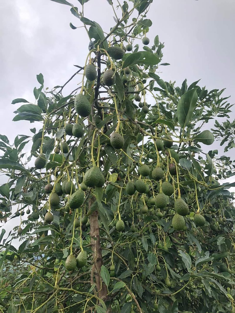 ItsChirchir's tweet photo. Aspire to always plant as many fruits trees as possible. Diversify the species too #ClimateAction #treesproject #Treeplanting @ICRAF @CIFOR #FLaRAK https://t.co/VxQGW0efSg