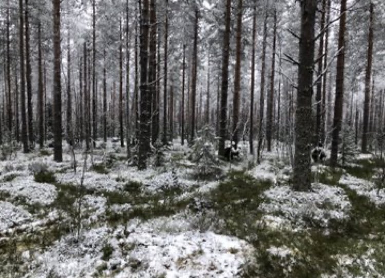 Visegrád 24 on Twitter: "Great picture of 9 Finnish soldiers 🇫🇮 https ...