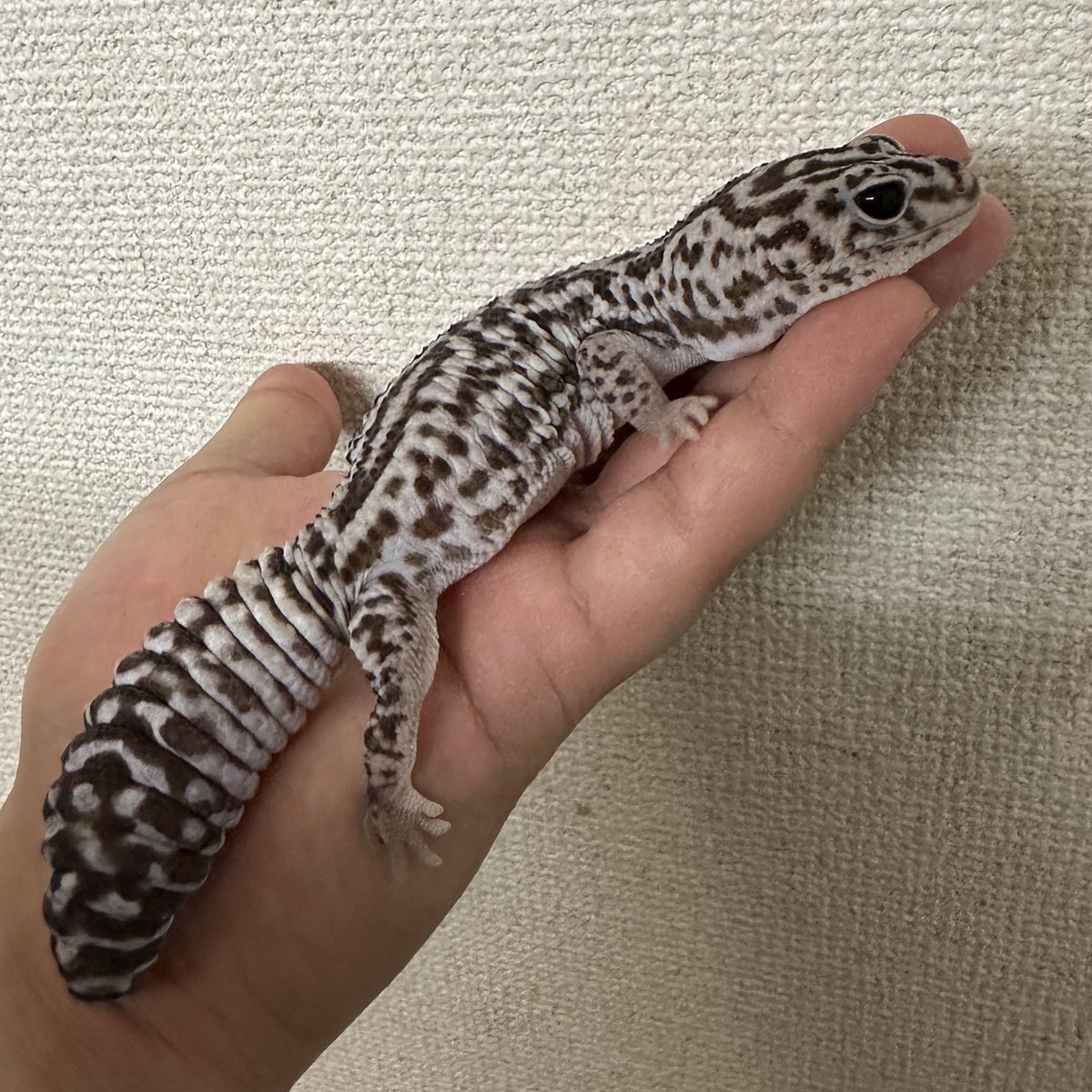 LilRep09's tweet photo. しっぽの大きいニシアフくん

#ニシアフリカトカゲモドキ 
#ニシアフ https://t.co/1ZDfzirY8J
