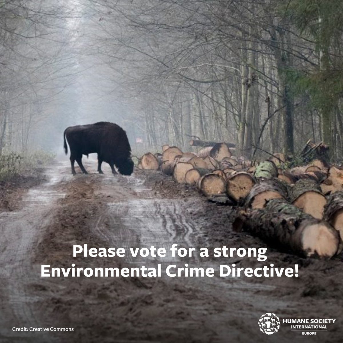 humaneworldeu's tweet photo. 🌍Tomorrow @EP_Petitions votes on @VladDanGheorghe's opinion on proposed revision of #Environmental Crime Directive.
✅Together with other NGOs, we're urging MEPs to support all Compromise Amendments!
@EPPGroup @ecrgroup @RenewEurope @TheProgressives @GreensEFA @Left_EU https://t.co/Idodn1Sk1u