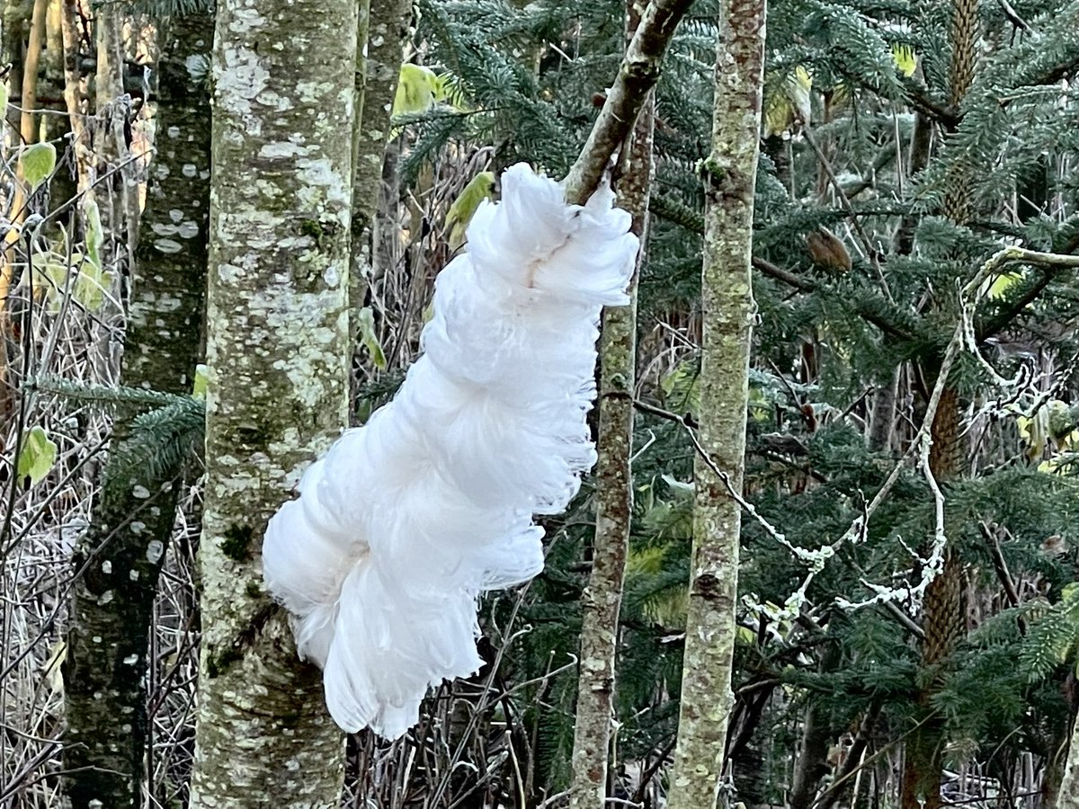 Great morning here for Hair Ice. Temperature needs to be below minus 4C on dead beech or birch It is caused by a fungus, Exidiopsis effusa, which forms colonies on dead wood. Even a patch on a live tree this morning which I have not seen before. It is quite rare.