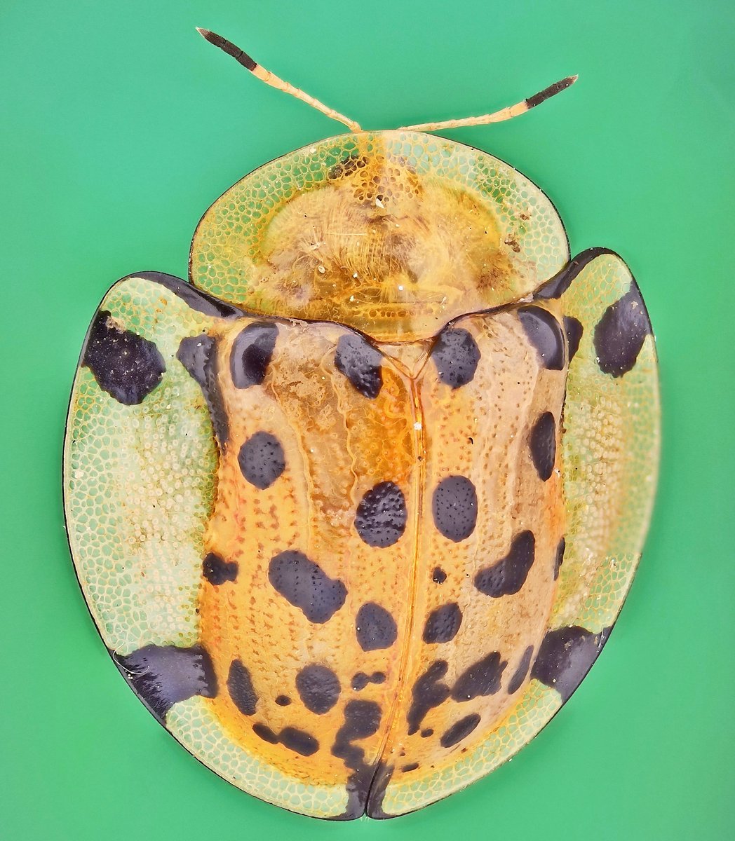 mdpi.com/2411-5134/7/4/…
Finally, my paper regarding to new focus extension methodology paper has been accepted. This new method is a video-based method to do image capture and stacking. Overall operation speed is extremely faster than conventional method. #macrophotography