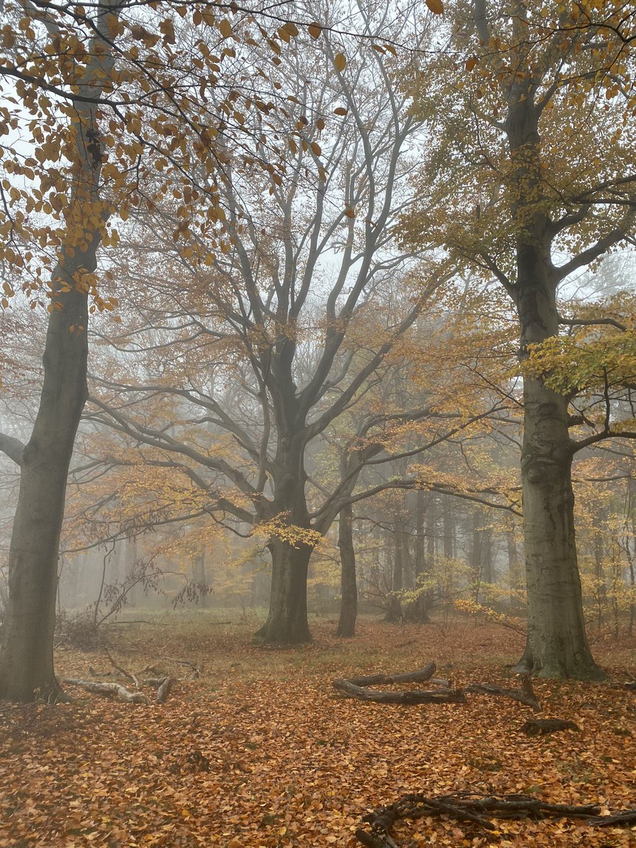 BoswachterFrans's tweet photo. Vanochtend mooie wandeling gemaakt vanaf #KloosterNieuwkerk naar de #RegteHeide vooral veel mist gezien, maar dat gaf zoβn rust. Heerlijk @VanGoghNP https://t.co/2DvZRRMCPi