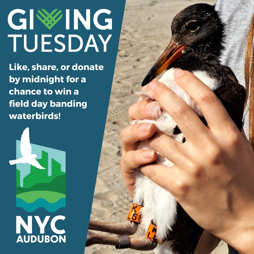 Your donation this #GivingTuesday helps us build a sustainable future for birds and people. Donate, like, or retweet by midnight tonight for a chance to win an opportunity to join our scientists for a day banding waterbirds like the American Oystercatcher!
nycaudubon.org/fund-our-future