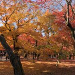 ツイートに含まれる画像