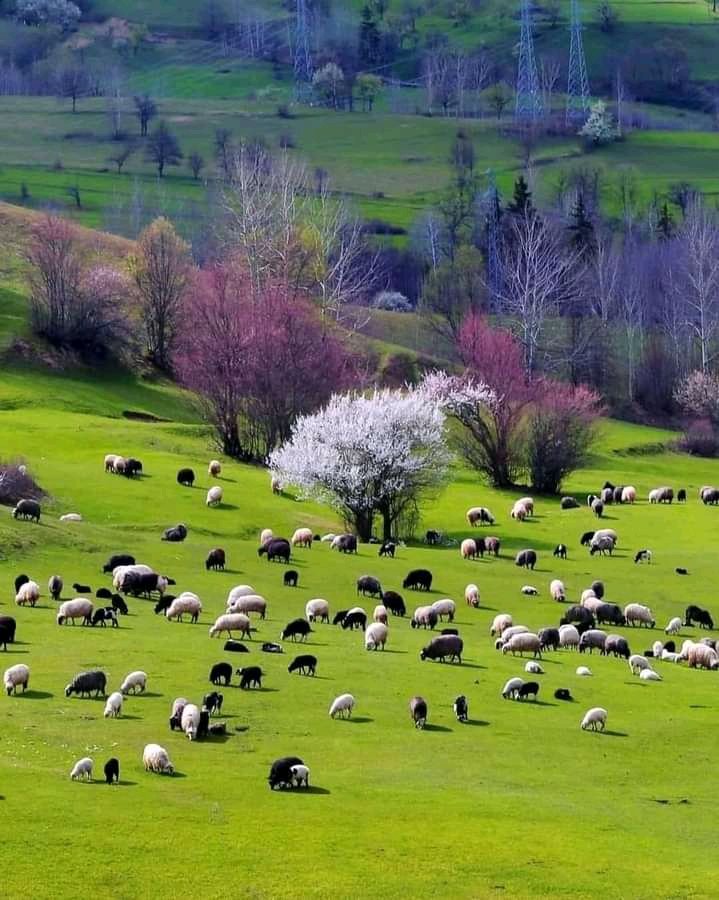 views_Icon's tweet image. 