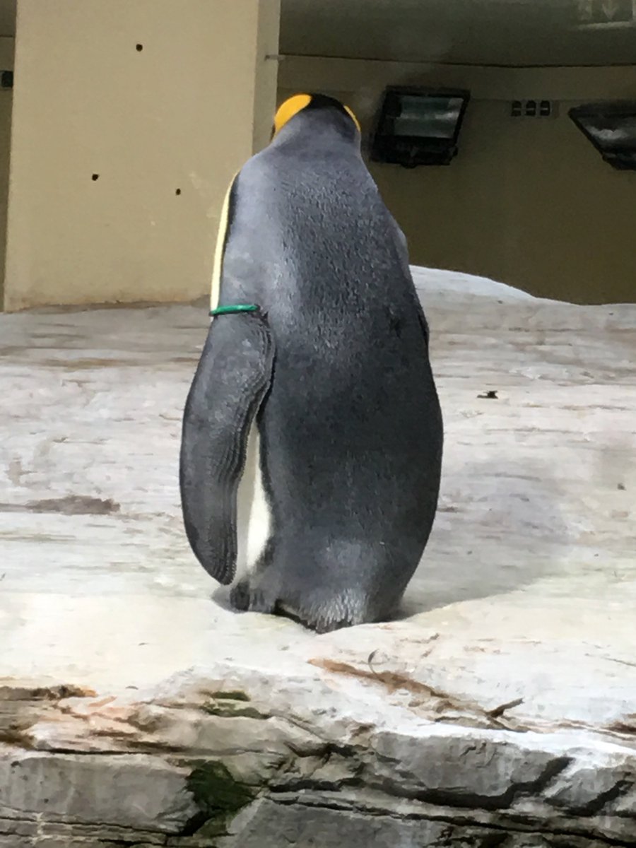 HourlyPinguins (@hourlypinguins) on Twitter photo 