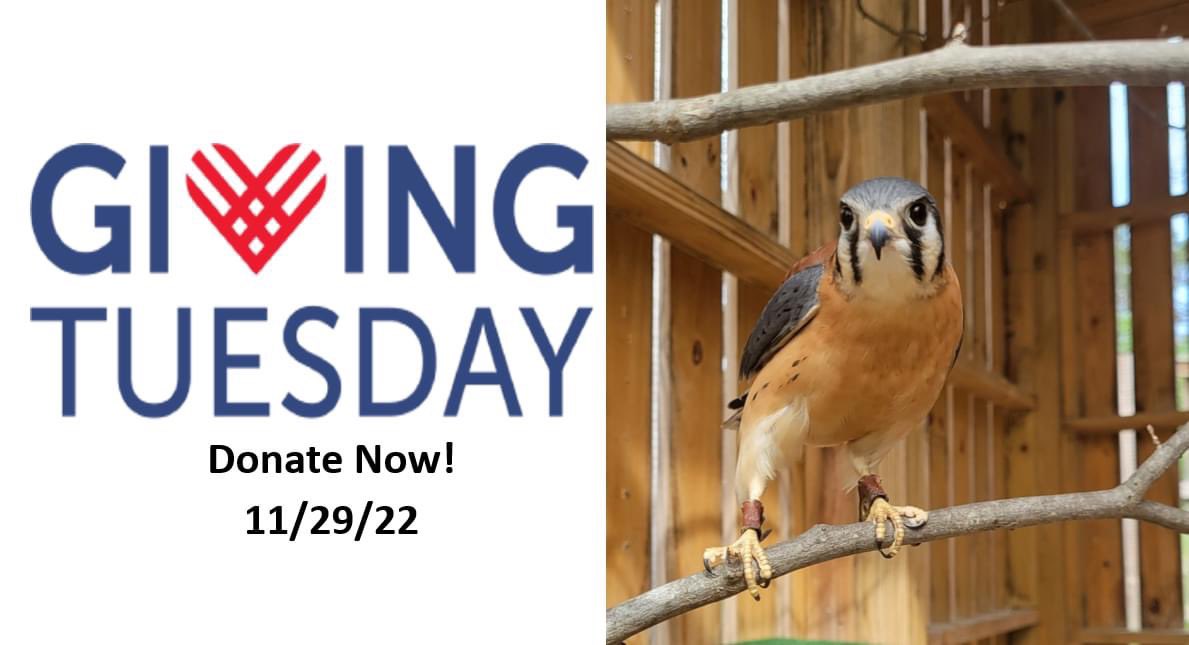 BRWildlifeCtr's tweet photo. IT’S GIVING TUESDAY!
“What’s Giving Tuesday?”
Giving Tuesday is the Tuesday after Thanksgiving, where, after spending money on material things for Black Friday &amp; Cyber Monday, you can spend a little money giving back to organizations that make a difference https://t.co/dMn8vBymRx